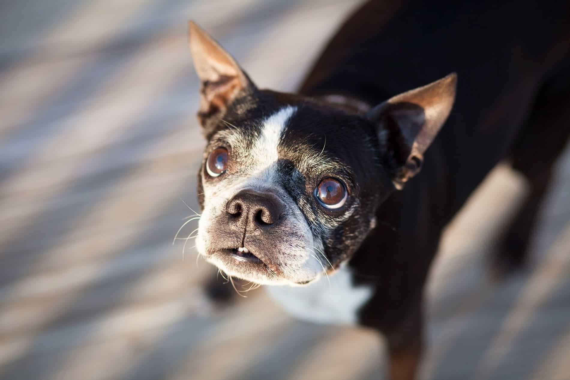 ¿Cómo Se Puede Identificar Si Un Perro Está Ansioso?: Comportamientos