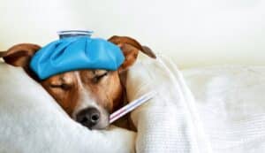 ¿Cómo Se Puede Identificar Si Un Perro Está Enfermo?: Descubre Un Poco