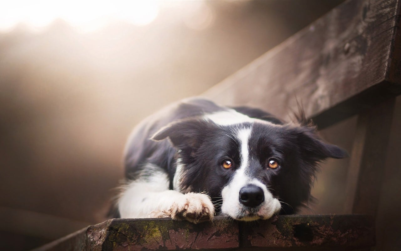 Aprende Sobre Cómo Se Puede Identificar Si Un Perro Está Solitario
