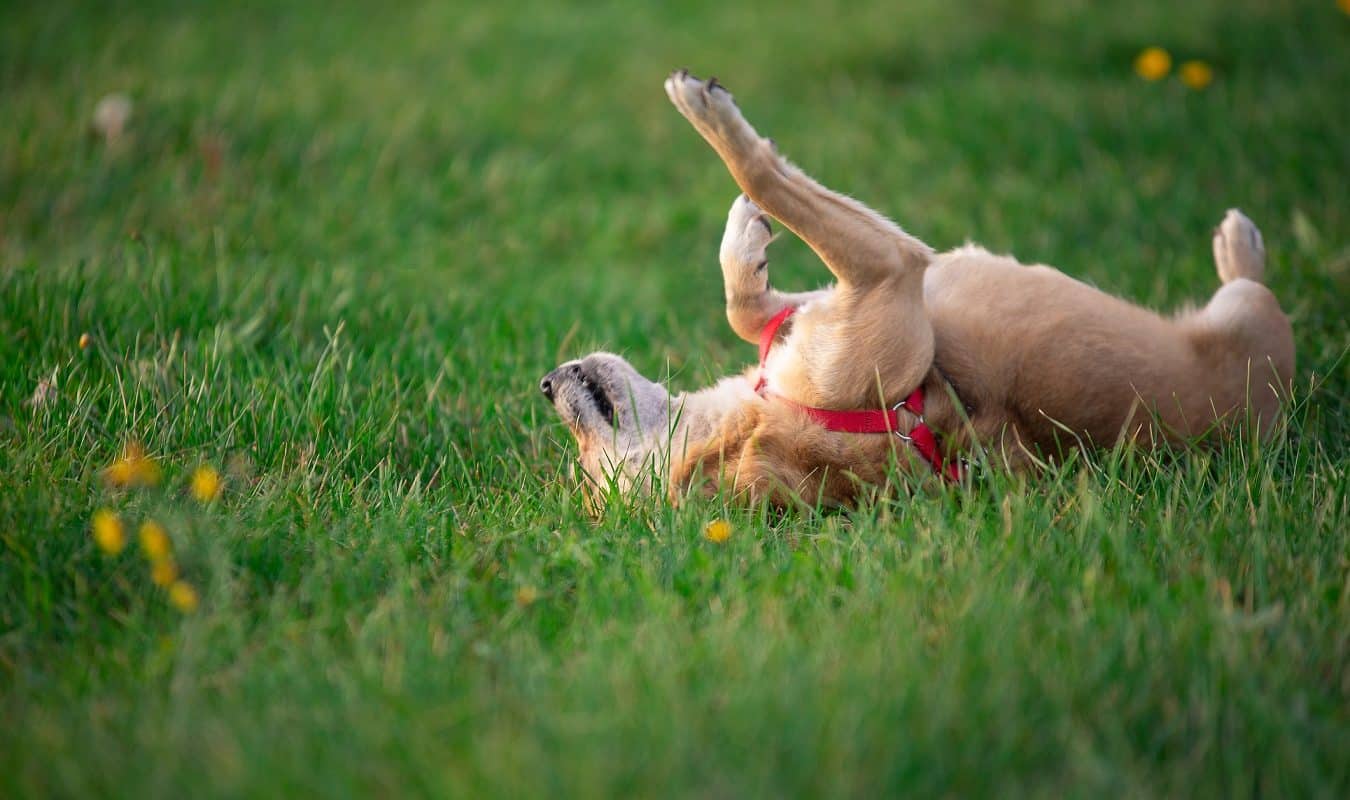 ¿Cómo Se Puede Identificar Si Un Perro Tiene Garrapatas?: Tratamientos