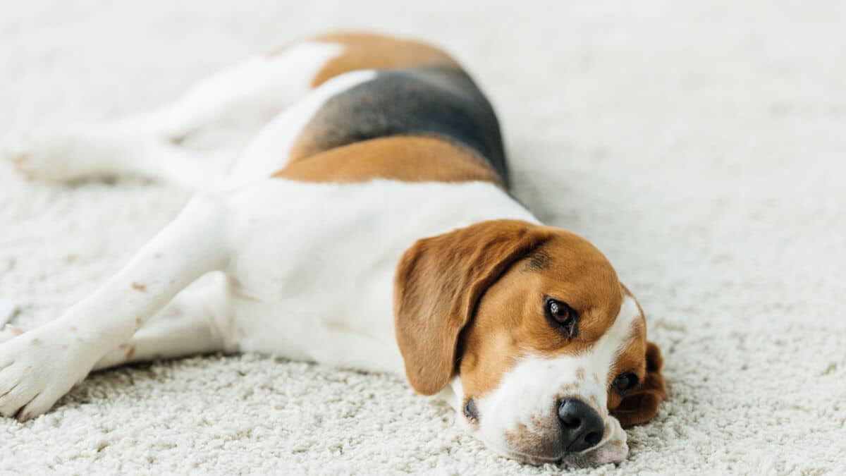¿Cómo Se Puede Prevenir El Cáncer En Los Perros Beagle?: Tips Importantes