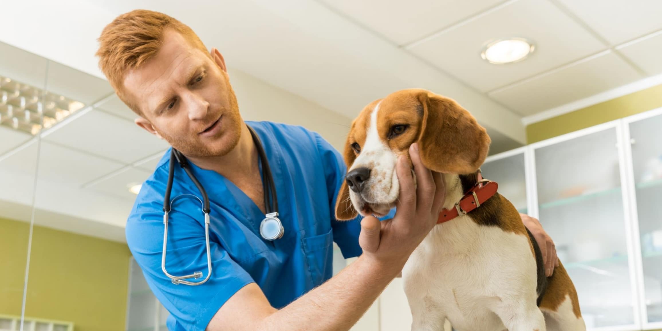 ¿Cómo Se Puede Prevenir El Parvovirus En Los Perros Beagle?: Consejos