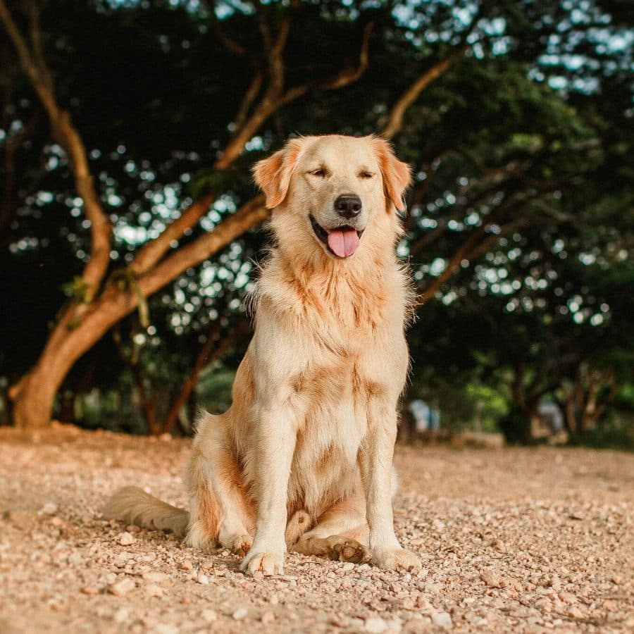 ¿Cuál Es El Peso Ideal Para Un Perro Golden Retriever?: Curiosidades