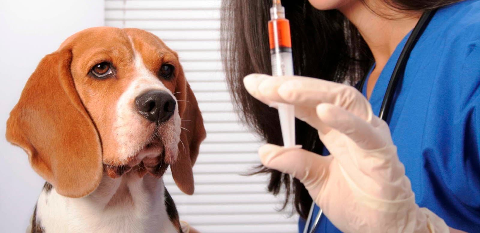 ¿Cuál Es El Tratamiento Para La Diabetes En Los Perros Beagle?