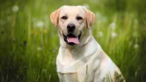 ¿Cuál Es La Esperanza De Vida De Un Perro Labrador Retriever?