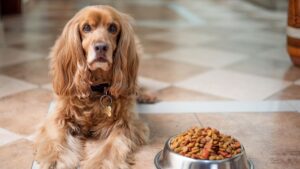 ¿Cuál Es La Mejor Comida Para Perros?: Descubre Cómo Alimentarlo