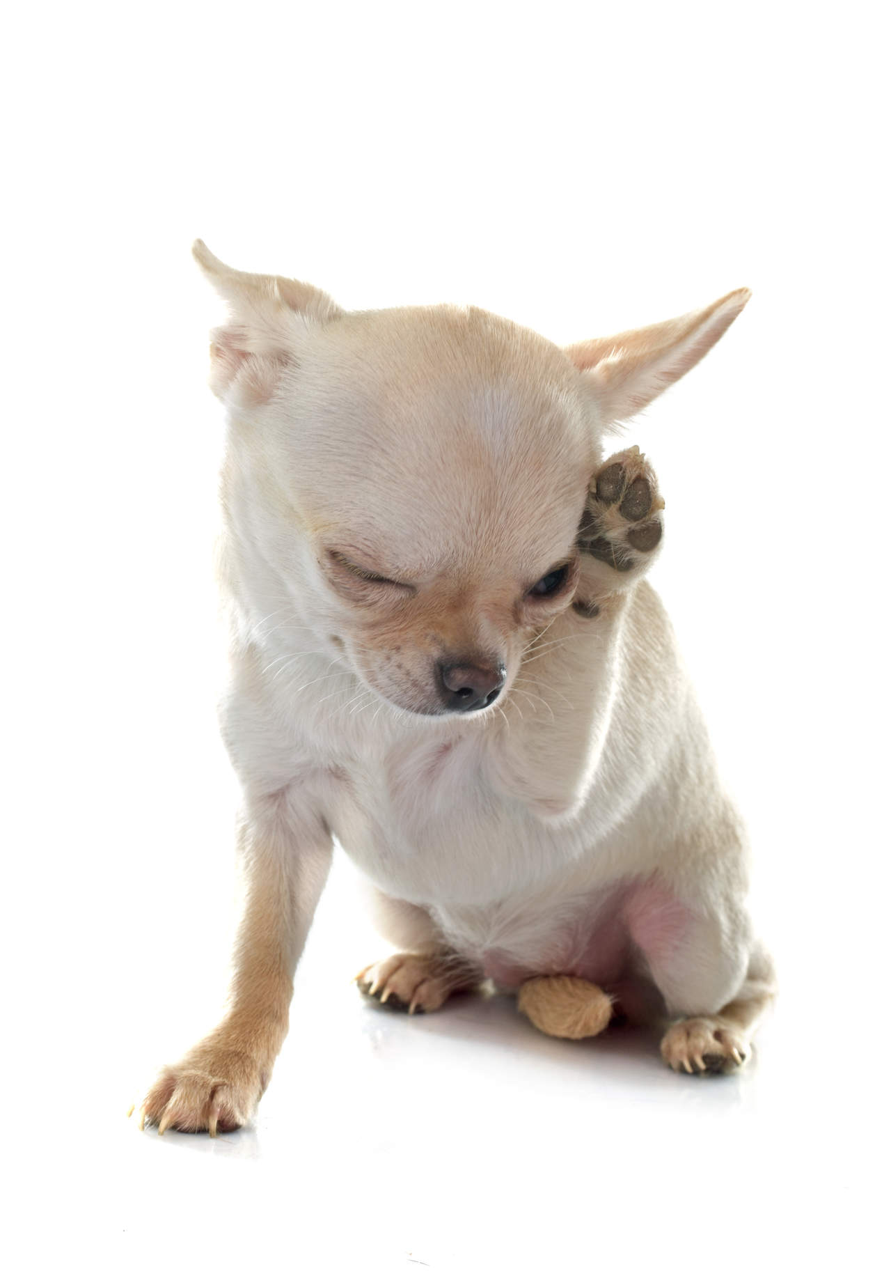 ¿Mi Perro Chihuahua Tiene Pulgas?: Descubre Cómo Eliminarlas Por Completo