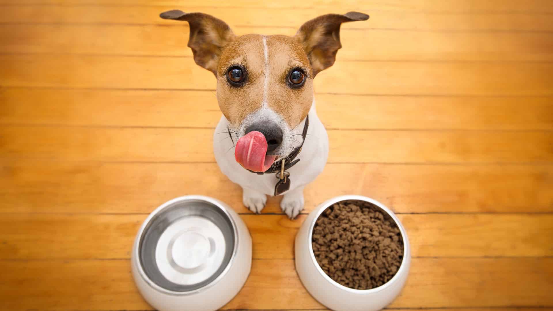 ¿Por Qué Algunos Perros Necesitan Comer Más Que Otros?: Sorpréndete