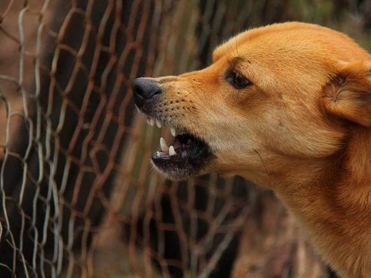 Aprende Un Poco Sobre Por Qué Algunos Perros Son Muy Agresivos