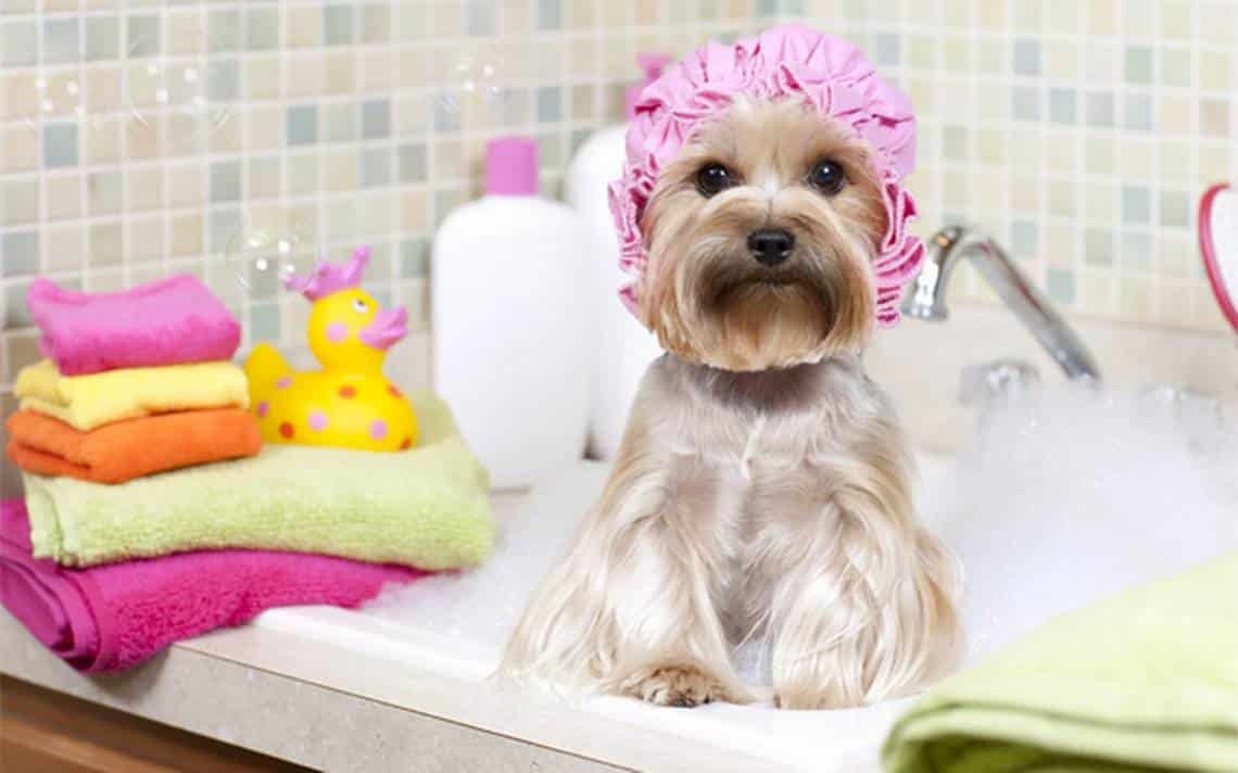 ¿Por Qué Debo Bañar A Mi Perro Con Frecuencia?: ¿Cuáles Son Los Beneficios?