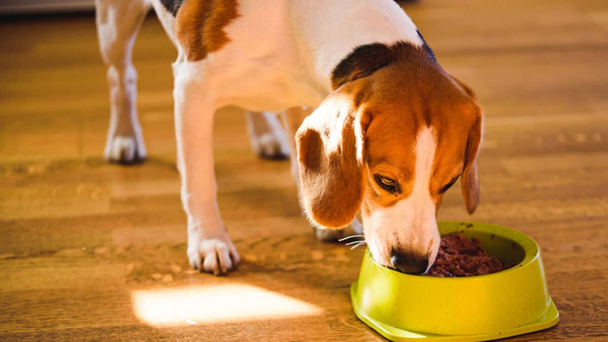 ¿Por Qué Debo Llevar A Mi Perro Al Veterinario Si Está Comiendo Mucho?