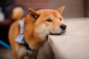 ¿Por Qué El Perro Shiba Inu Es Considerado Como Una Mascota Ideal Para Las Personas Solteras?
