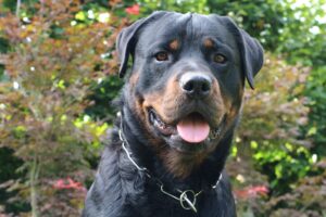 ¿Por Qué El Rottweiler Es Un Perro De Guardia Y Protección?: Conócelo