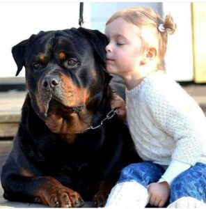 ¿Por Qué El Rottweiler Es Uno De Los Perros Más Cariñosos?