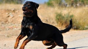 ¿Por Qué El Rottweiler Es Uno De Los Perros Más Fáciles De Cuidar?