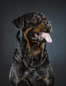 ¿Por Qué El Rottweiler Es Uno De Los Perros Más Fuertes?