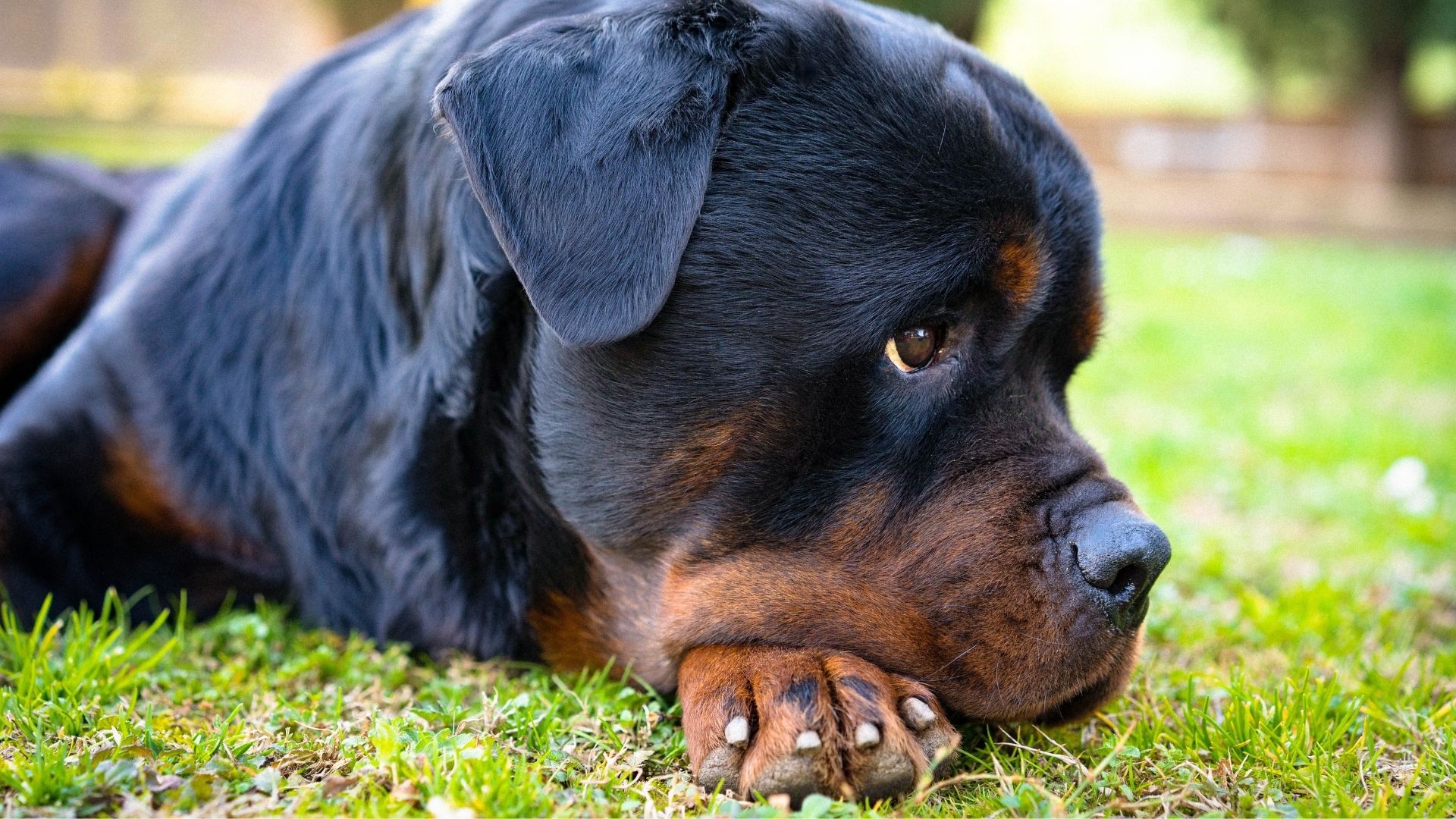 ¿Por Qué El Rottweiler Es Uno De Los Perros Más Obedientes?