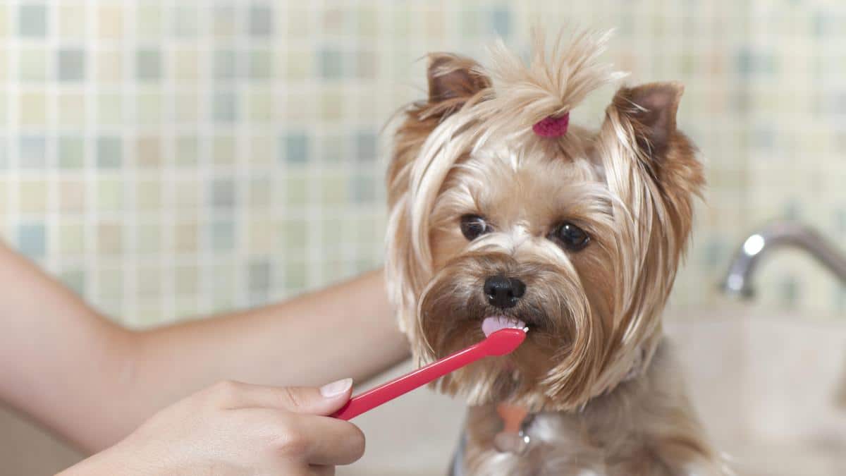 ¿Por Qué El Yorkshire Terrier Es Una De Las Razas De Perros Más Propensas A Los Problemas De Dentadura?