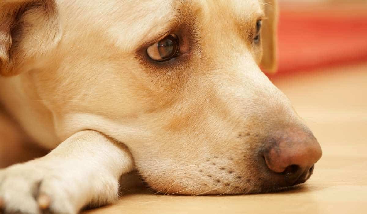 ¿Por Qué Está Vomitando Mi Perro?: ¿Podría Ser Algo Grave?