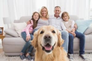 ¿Por Qué Los Perros Golden Retriever Son Los Mejores Perros Para La Familia?