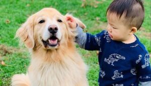 ¿Por Qué Los Perros Golden Retriever Son Los Mejores Perros Para Niños?