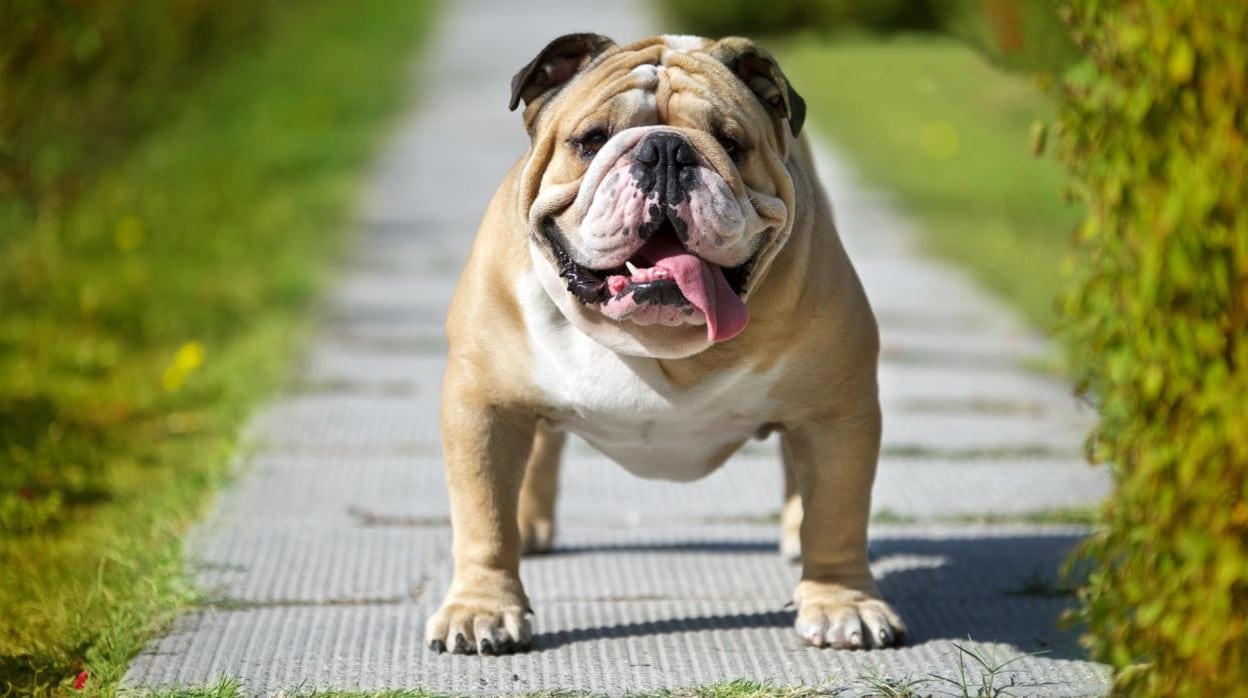 ¿Por Qué Mi Bulldog Está Respirando Rápido?: Descubre Las Causas