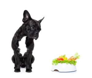 ¿Por Qué Mi Bulldog No Quiere Comer?: ¿Puede Estar Enfermo?