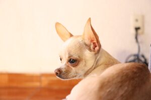 ¿Por Qué Mi Perro Chihuahua Está Estornudando?: ¿Qué Puedo Darle?