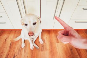¿Por Qué Mi Perro No Está Respondiendo Al Entrenamiento?: Descúbrelo