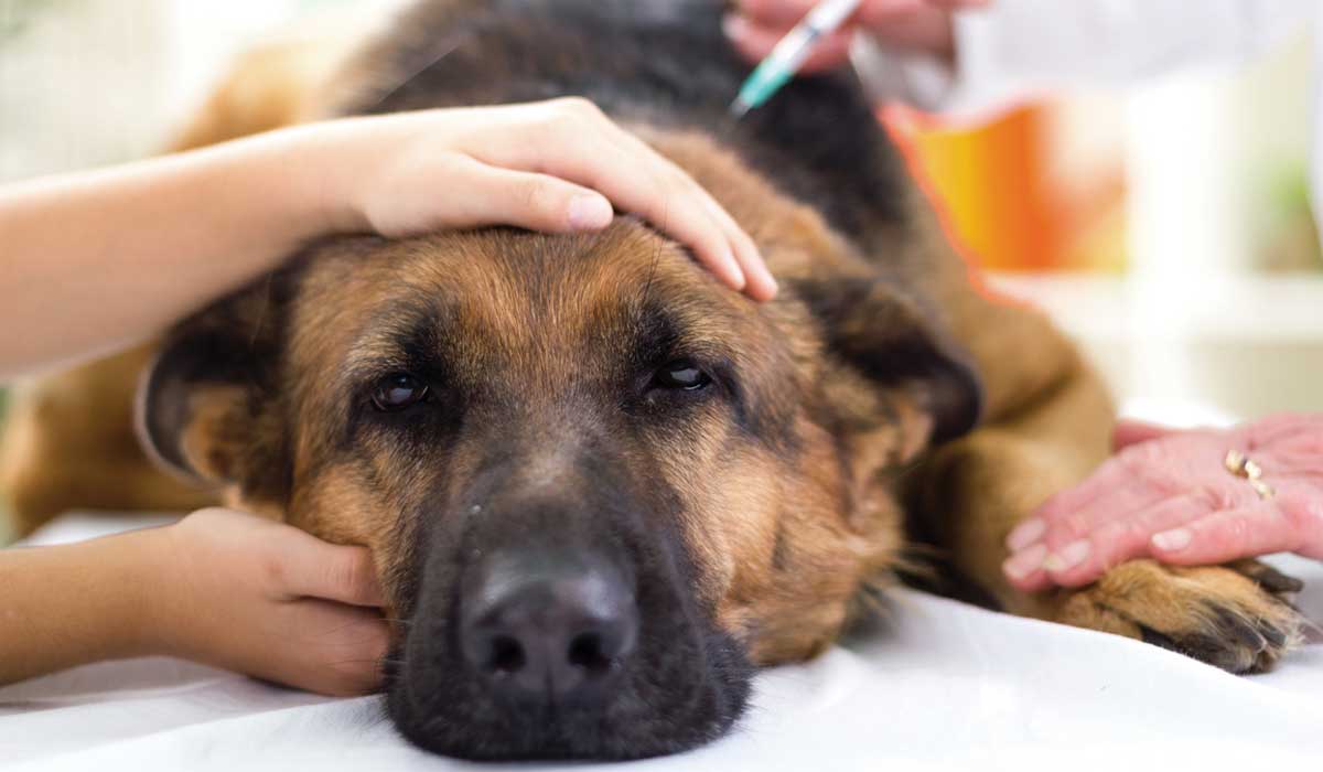 ¿Por Qué Mi Perro Tiene Diarrea Con Sangre?: Tratamiento Adecuado
