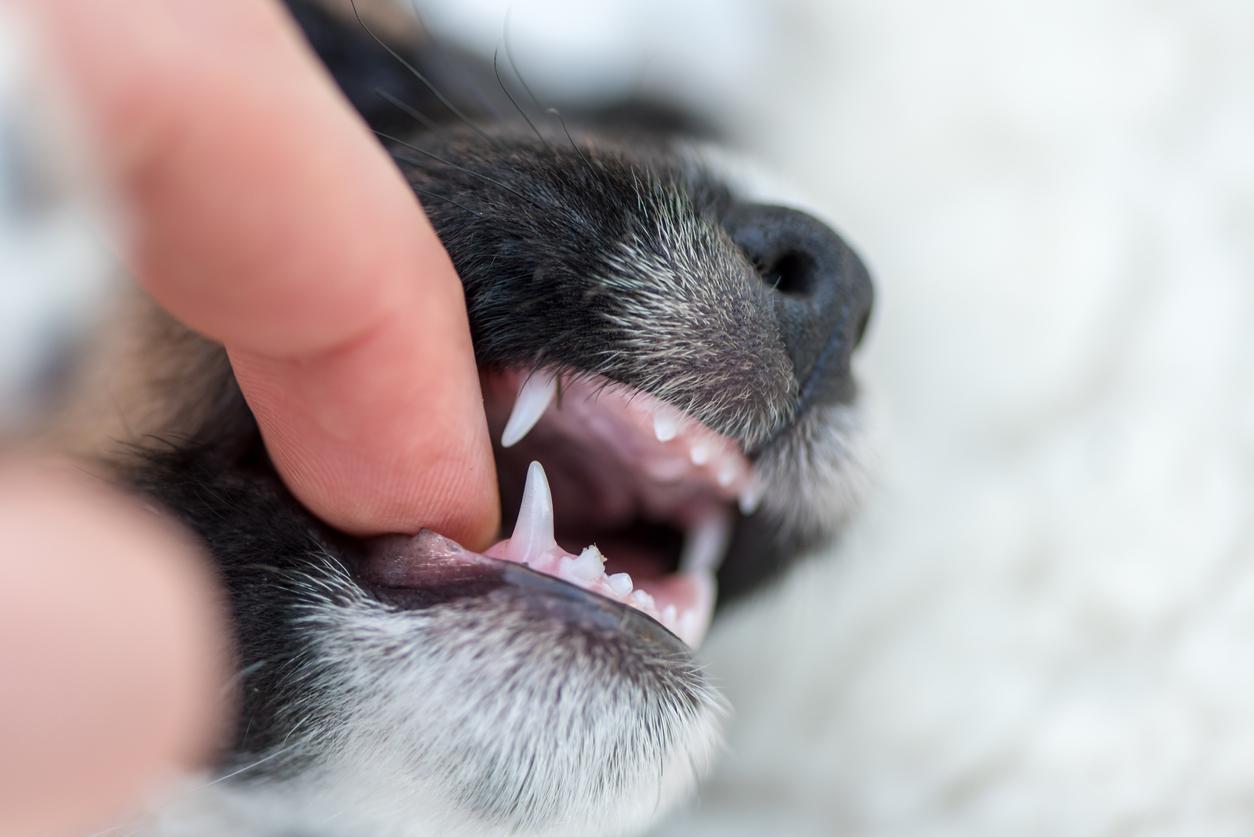 ¿Por Qué Se Han Caído Los Dientes De Mi Perro Beagle?: Prótesis Dentales