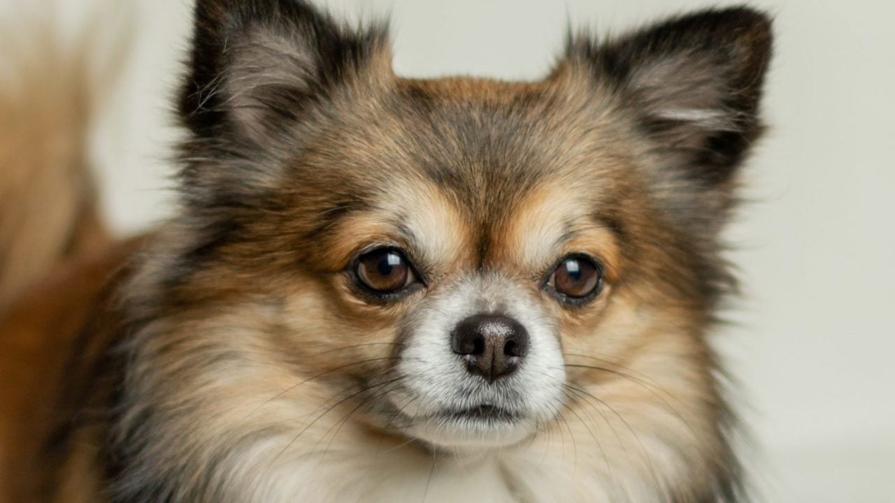 ¿Puede Mi Perro Chihuahua Contagiarme La Sarna?: ¿Cómo Se Trata?