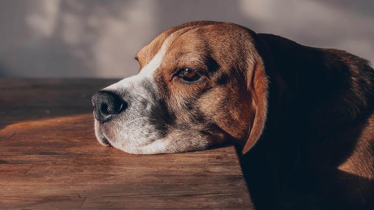 ¿Puedo Dejar A Mi Perro Sola En Casa?: ¿Es Seguro Hacerlo?