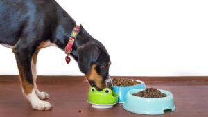 ¿Qué Comen Los Perros?: ¿Qué Alimentos Son Necesarios?