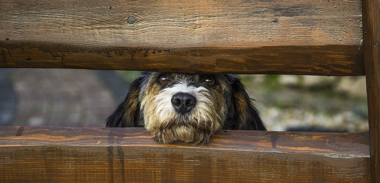 ¿Qué Hago Si Veo A Un Perro Abandonado?: ¿Cómo Puedo Ayudarlo?