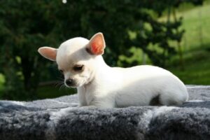 Aprende Cómo Entrenar A Un Perro Chihuahua Con Éxito