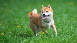 Averigua Cómo Se Entrena A Un Perro Shiba Inu