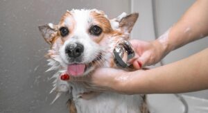 ¿Cómo Puedo Bañar A Mi Perro Correctamente?: Paso A Paso