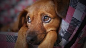¿Cómo Puedo Saber Si Mi Perro Tiene Anemia?: Síntomas y Causas
