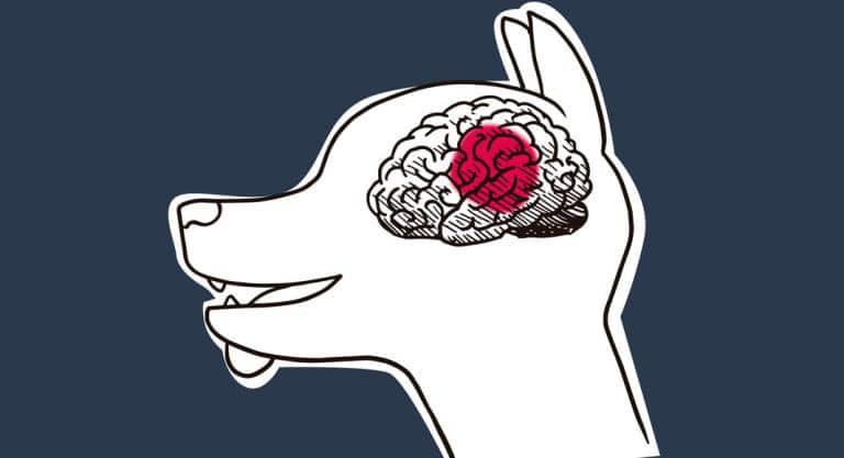 ¿Cómo Puedo Saber Si Mi Perro Tiene Epilepsia?: ¿Es Una Enfermedad Mortal?