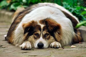 ¿Cómo Puedo Saber Si Mi Perro Tiene Hipotiroidismo?: Señales A Tomar En Cuenta