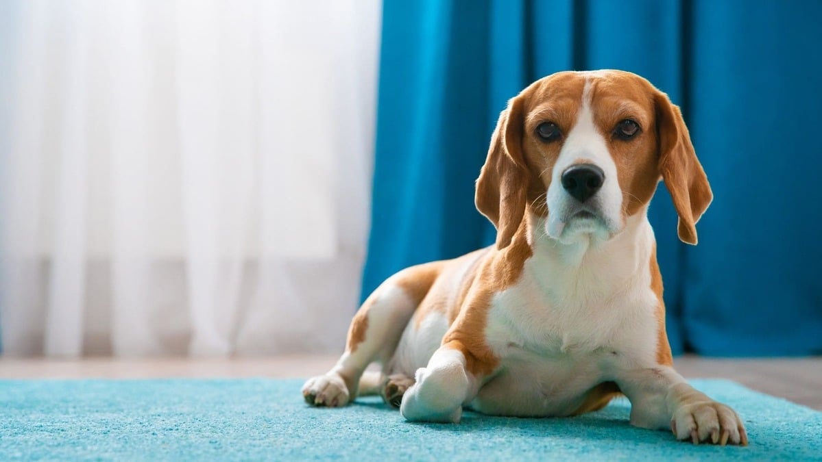 ¿Cómo Saber Si Mi Perro Beagle Tiene Parvovirus?
