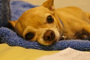 ¿Cómo Saber Si Mi Perro Chihuahua Está Enfermo?