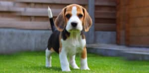 ¿Cómo Se Adiestra A Un Perro Beagle Para Que Haga Sus Necesidades Fuera De Casa?