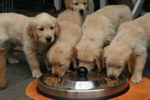 ¿Cómo Se Alimentan Los Perros Golden Retriever?