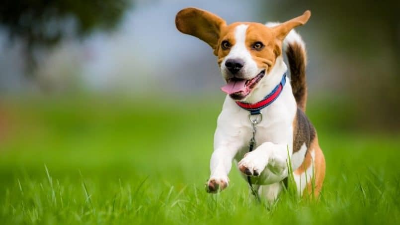 ¿Cómo Se Cuida A Un Perro Beagle?