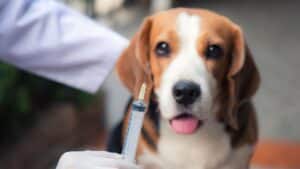 ¿Cómo Se Diagnostica La Diabetes En Los Perros Beagle?