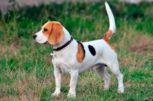 ¿Cómo Se Entrena A Un Perro Beagle?: Todos Los Trucos