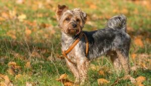 ¿Cómo Se Entrena A Un Yorkshire Terrier?: ¿Perros Difíciles?