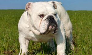¿Cómo Se Puede Saber Si Un Bulldog Inglés Tiene Parásitos?: Todos Los Síntomas